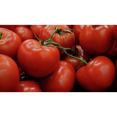 Tomato 